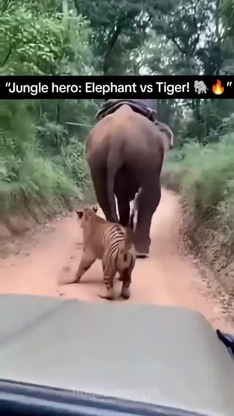 An elephant with a mahout on its back confronts a tiger lunging from the jungle foliage.