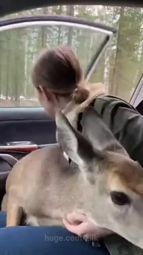 Woman holding a deer inside a car as a tiger growls outside the window.