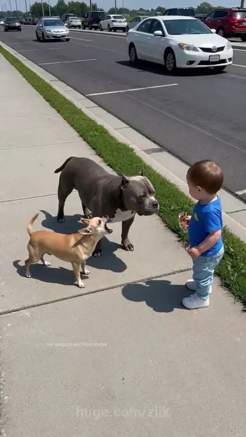 Two dogs protects little boy from accident by ziik