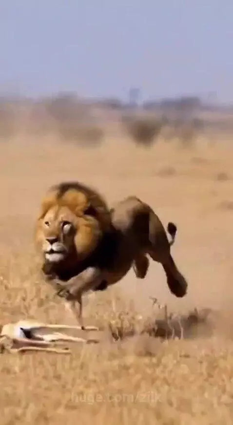 A rhino charges a lion that has pinned a deer to the ground on a grassy plain.