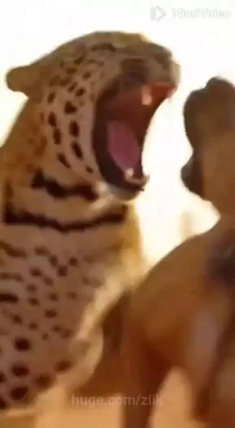 A tan dog stands protectively between a young boy and a leopard in tall grass.