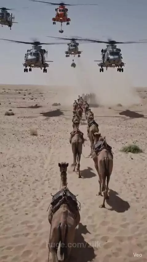 Helicopters flying low over a line of camels in a dusty desert landscape.