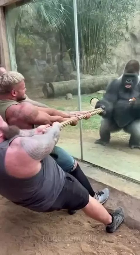 Three muscular men struggling in a tug-of-war with a nonchalant gorilla behind a glass enclosure.