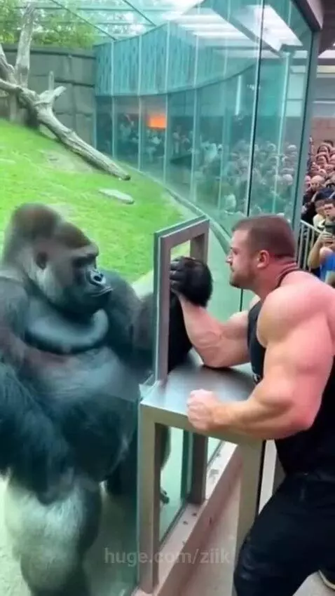 Man arm wrestling a gorilla through a thick glass barrier at a zoo, crowd watching.