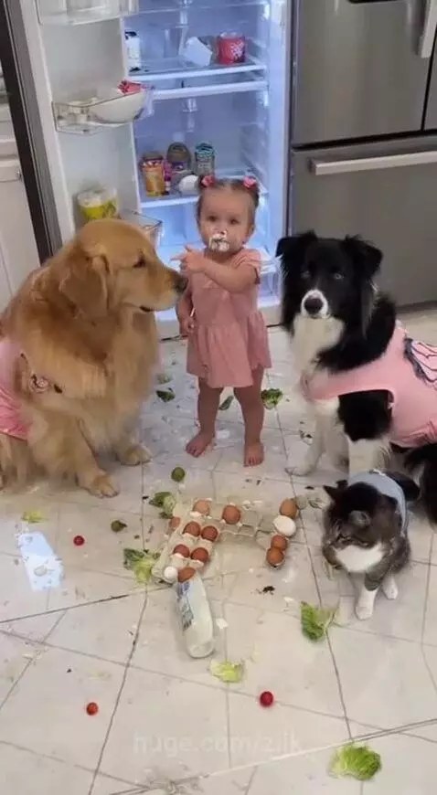Baby in a messy kitchen with cream on face, pointing blame at a cat while dogs watch.