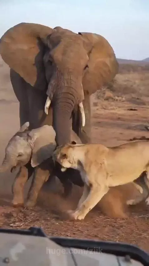 Lioness attacking an elephant calf, with a large adult elephant intervening and throwing the lioness.