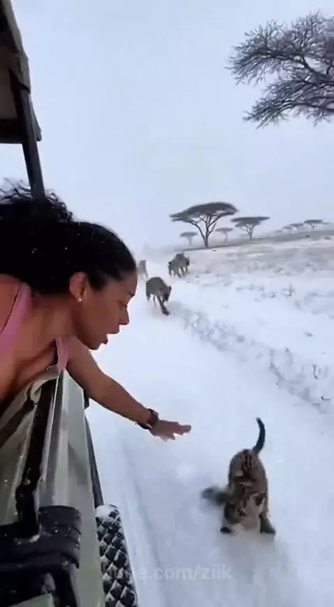 Woman in safari vehicle reaching out to rescue a baby leopard cub from hyenas in a snowy landscape.