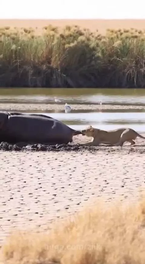 Lioness covered in mud after being sprayed by a hippo.
