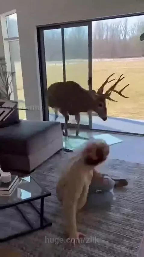 A large deer with antlers has just crashed through a glass sliding door into a modern home, shattering the glass.