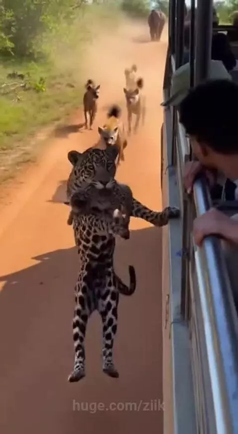 Smart jaguar saves it baby from hyena ambush by ziik