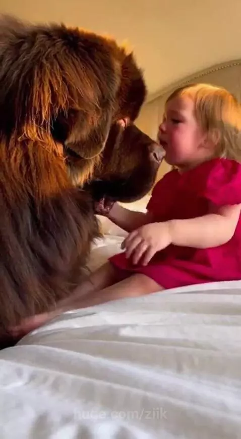 A large brown Newfoundland dog gently nuzzles a crying toddler who is starting to hug the dog.