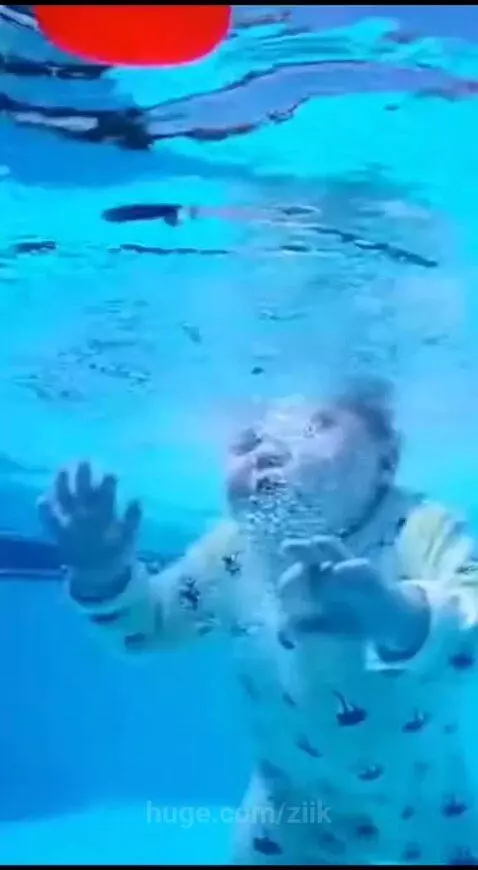 Golden retriever dog gently nudging a baby towards the edge of a swimming pool after the baby fell in.
