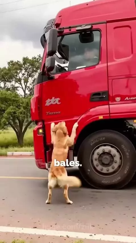 Mother golden retriever dog anxiously watches as a rescuer retrieves her puppy from the top of a moving hay truck.