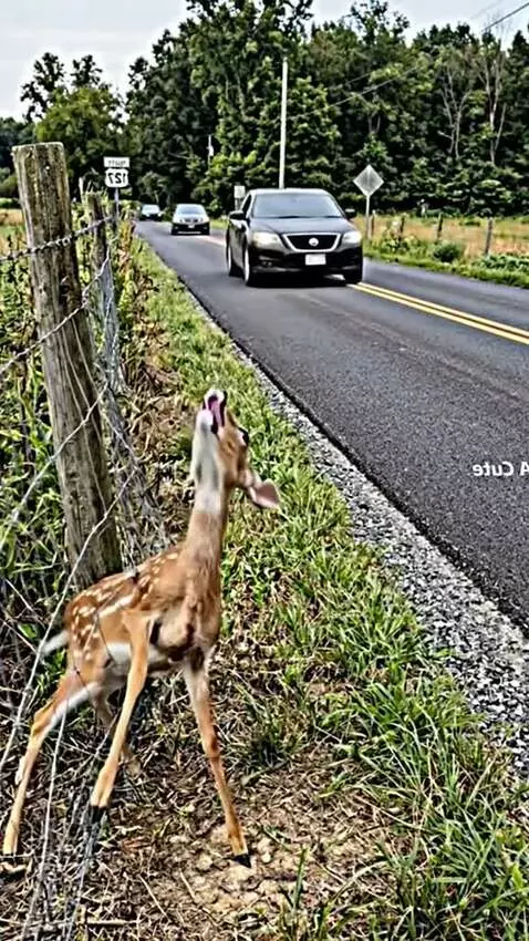 Man gently untangling a small fawn from a wire fence on the side of a road.