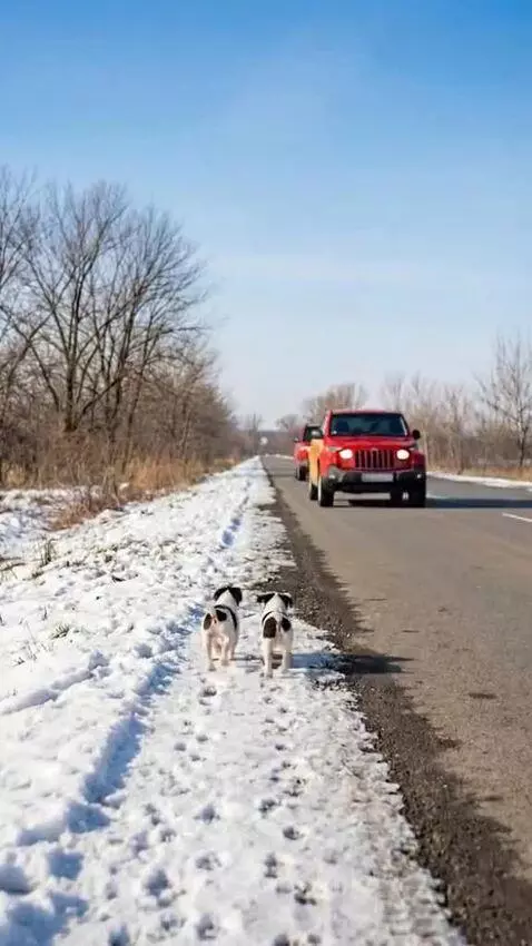 Elderly man gently holding two small puppies rescued from the cold.