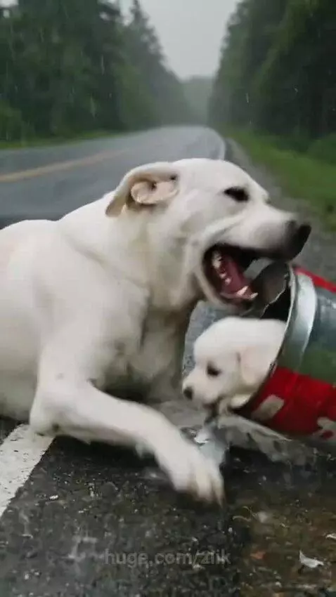 Woman cutting a metal can to free a small puppy, with its mother dog watching anxiously.