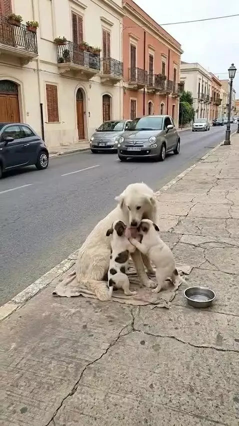 Man petting a mother dog and her two puppies after rescuing them from the street.