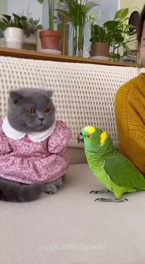 Why are you dressed, Going to meet your Boyfriend? 💀 by speed