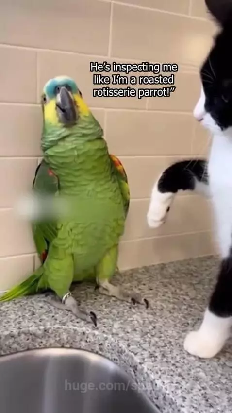 American Parrot is scared of Cat by speed