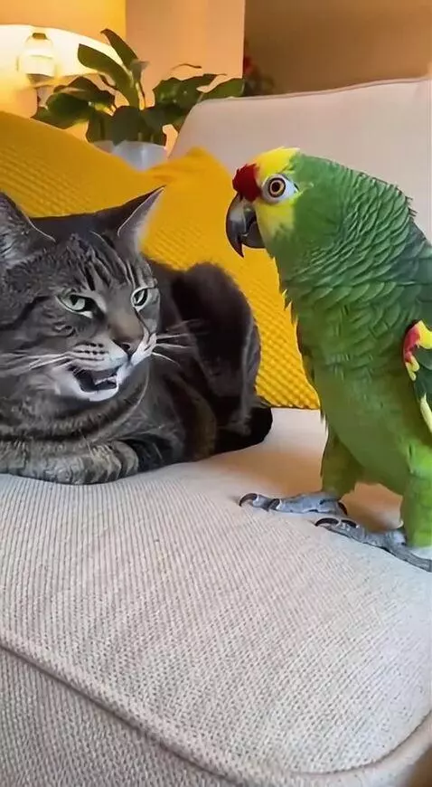 Parrot tired of hearing Meow 😂, at every point. by speed