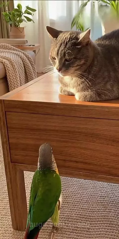 Will you Marry me?? by speed