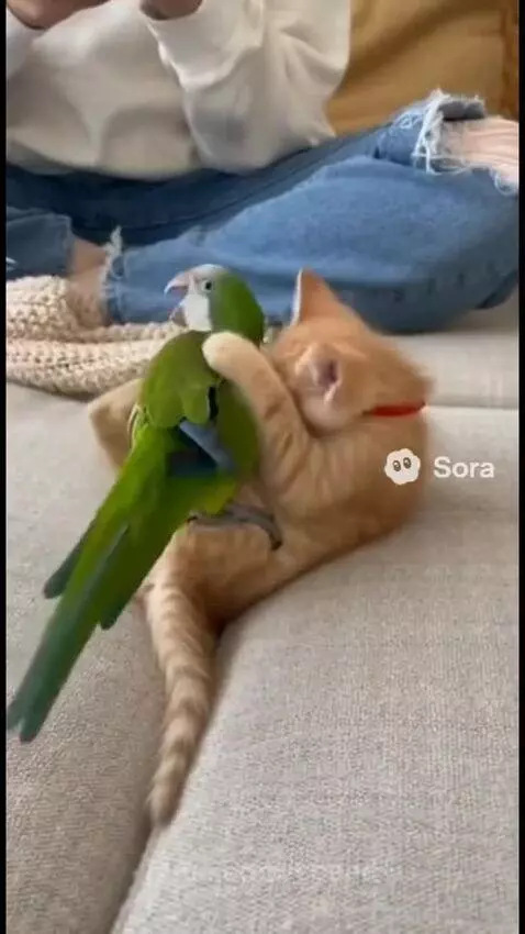 Cat so obsessed or Annoying?? by speed