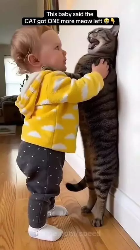 Cat got just one meow left, is that a threat? 😂😂 by speed