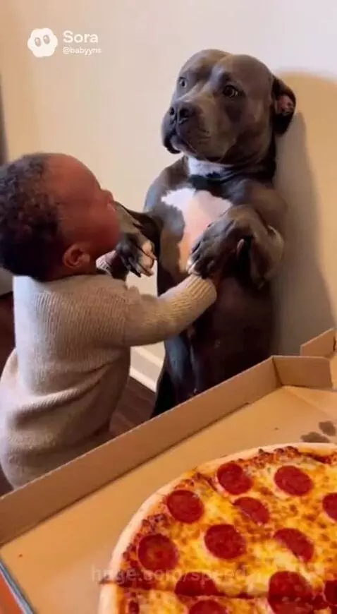 Bossy kids, pitbull in big trouble by speed