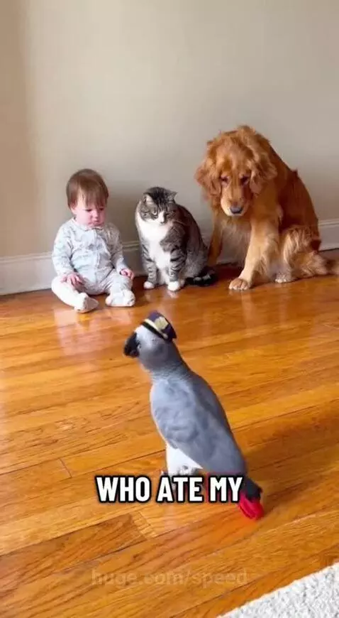 Ain't nobody innocent 😂😂 by speed