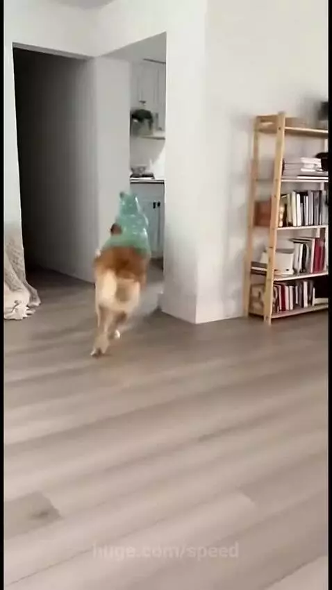 Look at this Baby ❤️❤️ by speed