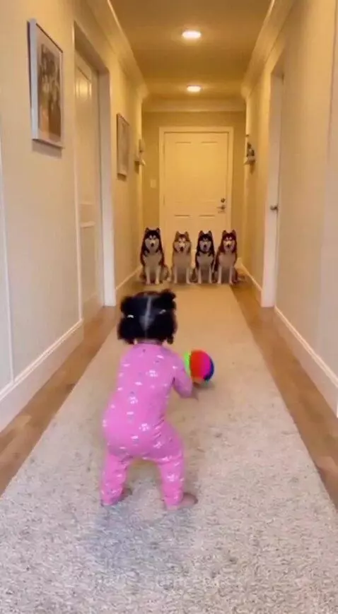 Lol, them DOGOS already know what to do 😂 by speed