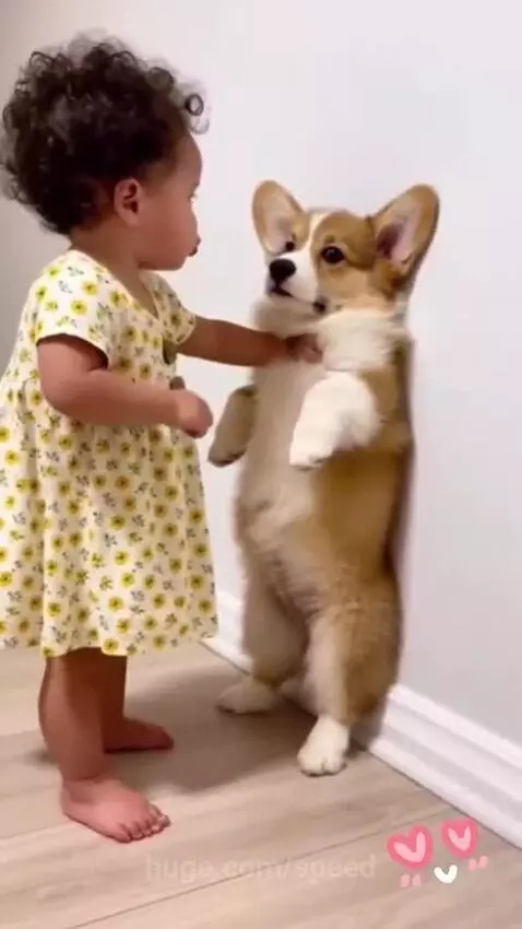 Bossy kids, Dogo is in a Big mess by speed