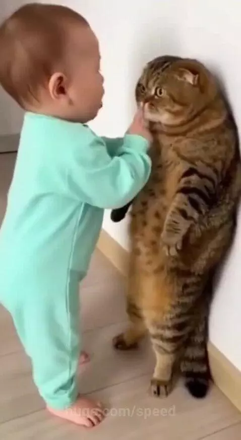 no more meow meow anymore by speed