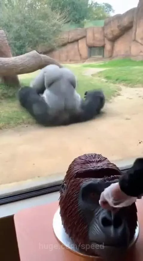 A whole king-kong getting triggered, just imagine 😹😹 by speed