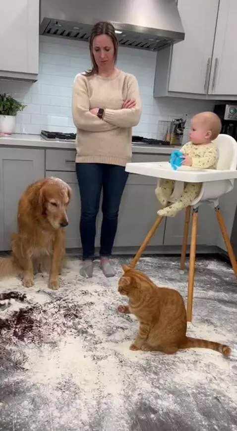 Who's at fault dogo or cat  😂😂 by speed