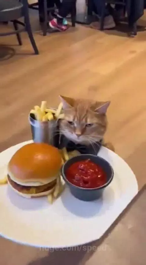 Someone should please apologise to Milo 😭 by speed