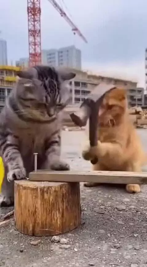 Never trust a orange cat by speed