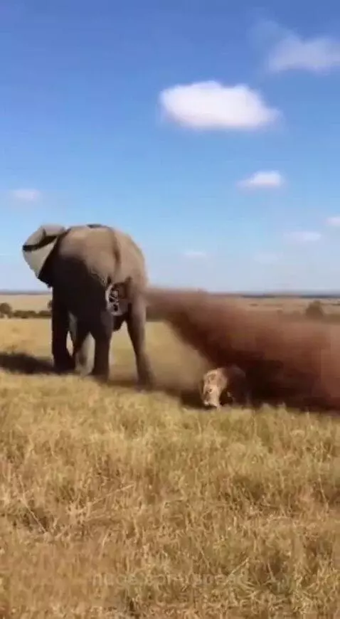 The smell of defeat 😅 by speed