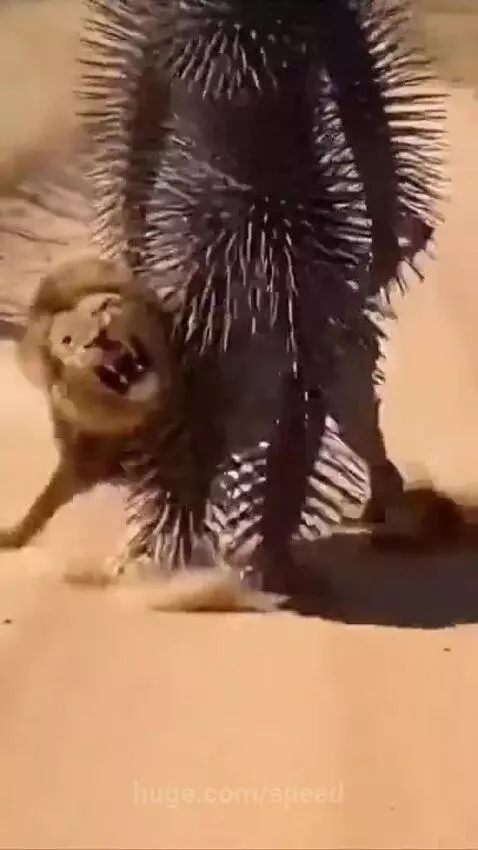 Literally the phrase, some have food but cannot eat 😂😂 by speed