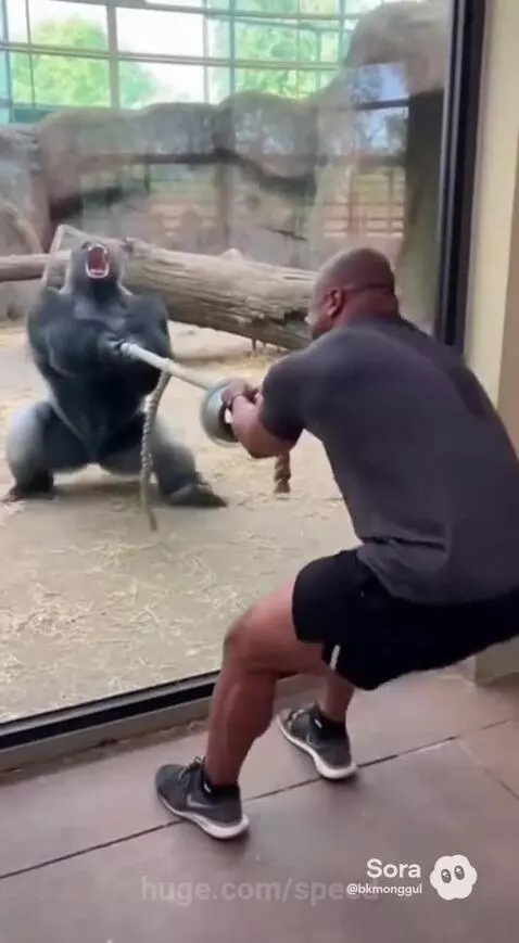 Challenging a silver back is damn crazy 🤣😂 by speed