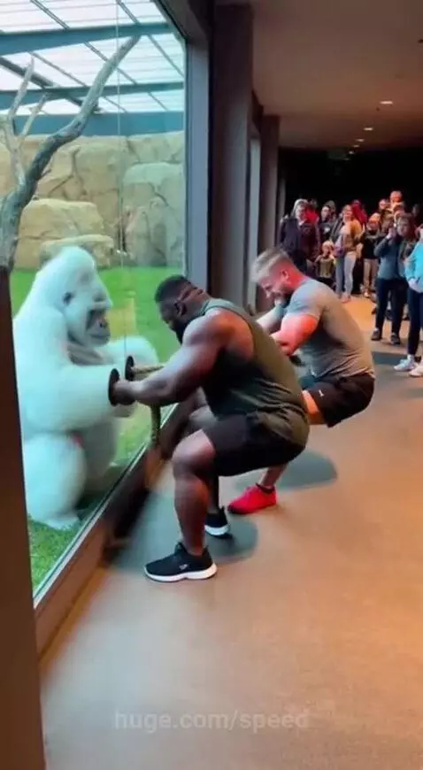 Two against one, the Gorilla strength ain't a joke by speed