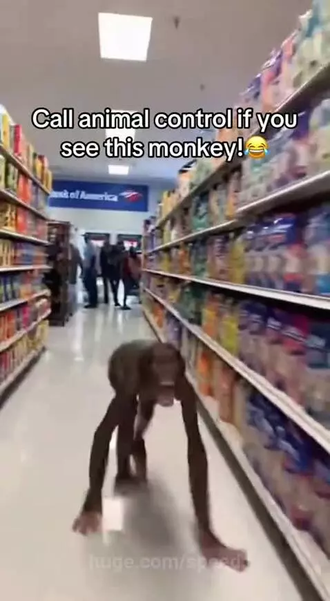 Who let the wide Monkey out?? by speed