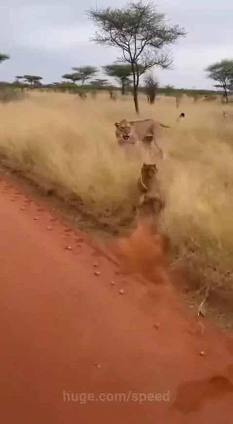 Who gave Pitbull the Audacity, to face a lioness 😭😂 by speed