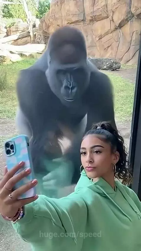 Gorilla stealing Glances by speed