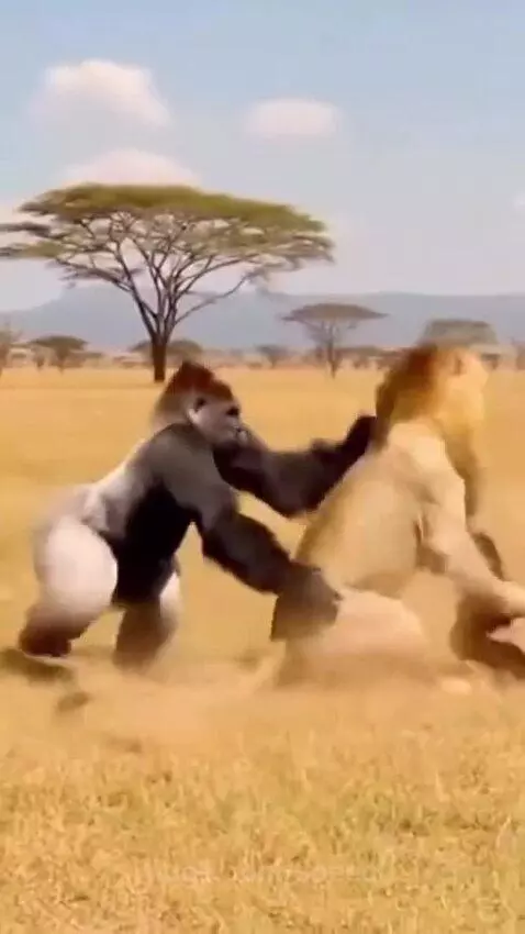 Gorilla ain't taking it easy with the lion..hahaha 😂 by speed