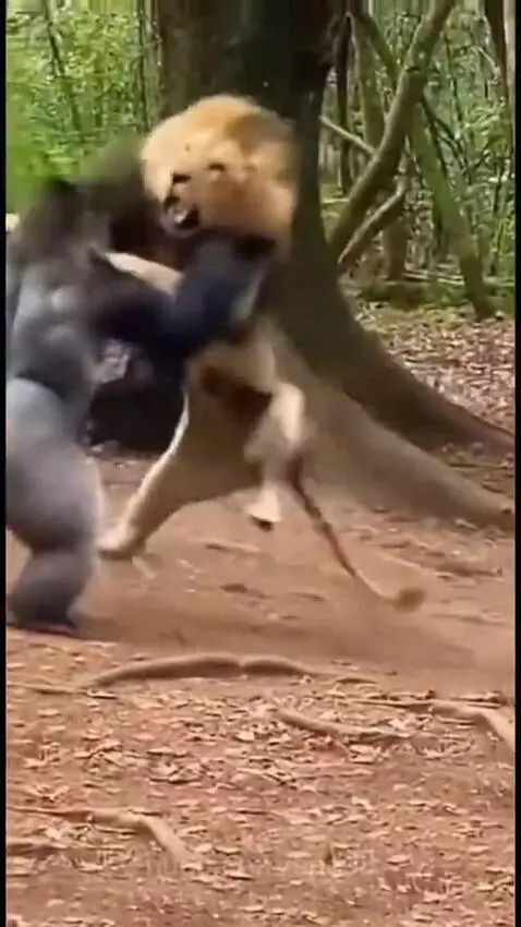 Who's the king of the jungle, Gorilla or lion?? by speed