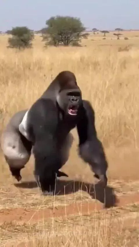 Silver back sends a charging tiger flying by speed