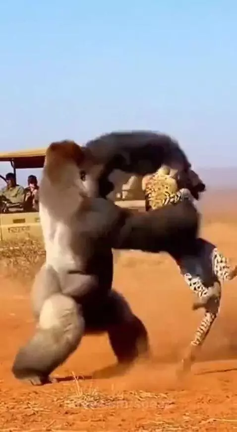 Silver back ain't taking it easy with the poor leopard by speed