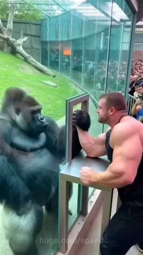 Silver back always defeating with ease by speed