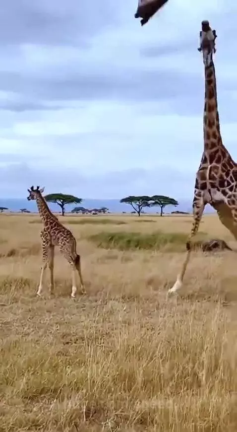 I love seeing hyenas in danger by speed